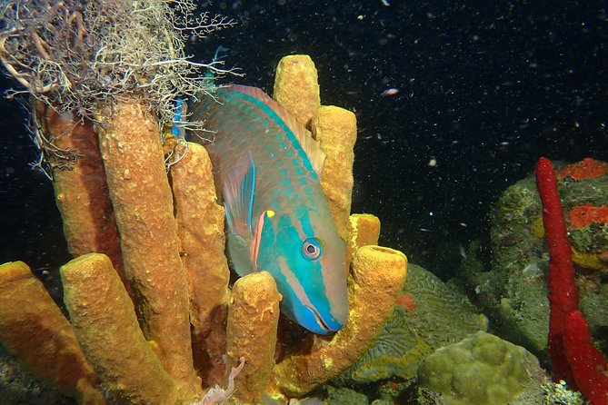 Guided Coral Reef Scuba Tour / 1 tank (Certified Divers Only) - Meeting at 2932 Cll 10 and Getting Set Up Without Fuss
