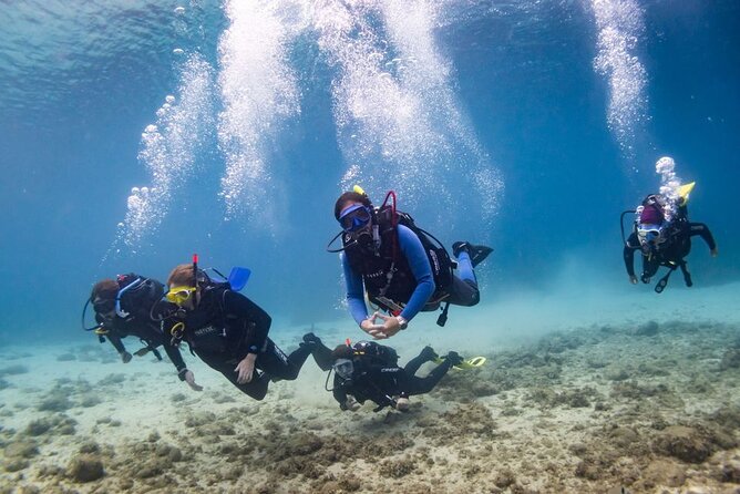 Guided dive for certified divers - The In-Water Experience: Marine Life Plus Constant Human Support