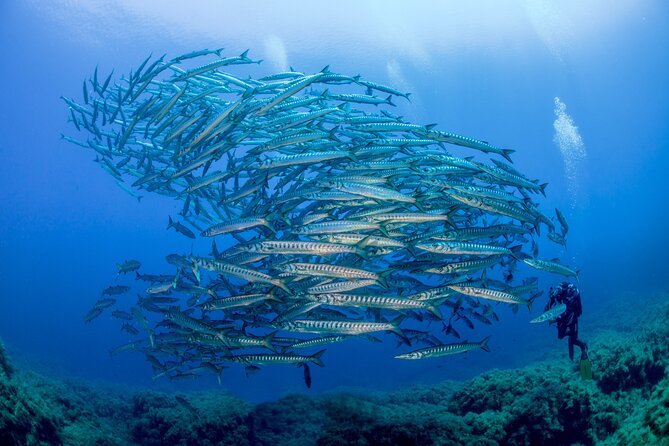 Guided diving for beginners without certification from Sorrento - Your First Underwater Session at 6 Metres
