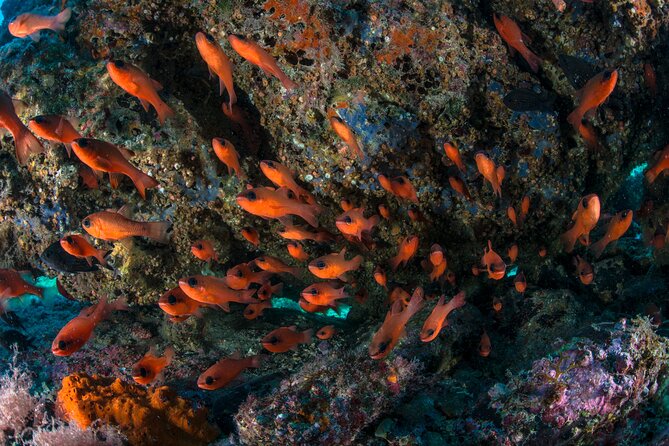 Guided diving for beginners without certification from Sorrento - What You’ll See: Fish, Gorgonians, and the Gulf’s Personalities