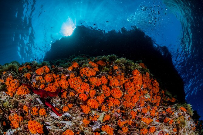 Guided diving for beginners without certification from Sorrento - Dinghy Ride Along the Coast: Part Scenery, Part Setup