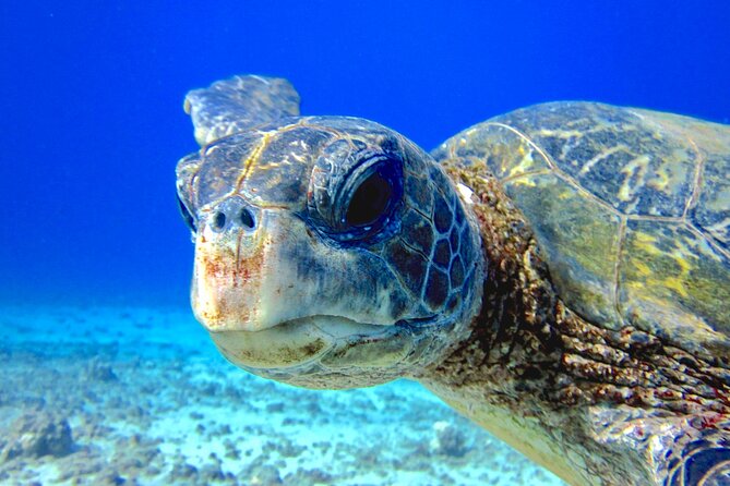 Guided Scuba Dive in Lahaina: Certified - Why this Kaanapali shore session makes sense for certified divers
