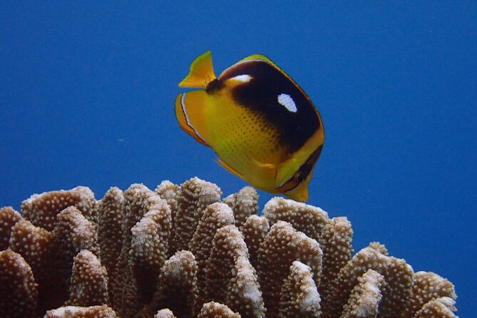 Guided Scuba Dive in Lahaina: Certified - Getting to Kahekili Beach Park without stress