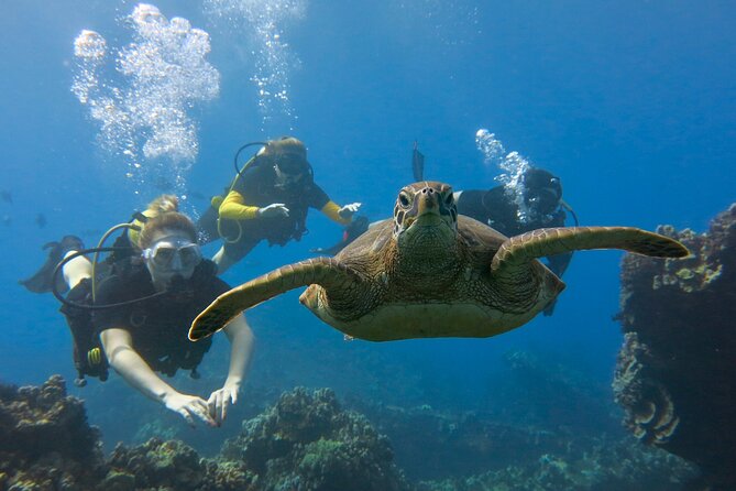 Guided Scuba Dive in Lahaina: Certified - Ka’anapali Beach: a smart place to rebuild technique