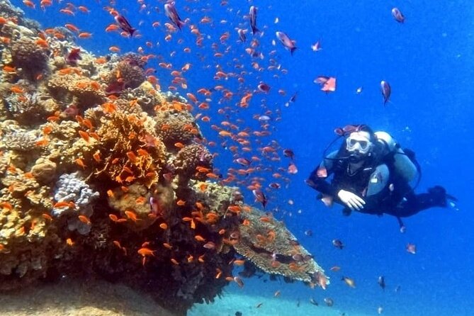Guided Scuba Diving Adventure in Aqaba - What You’ll See Off Aqaba: Coral Reef Time With Real Wildlife
