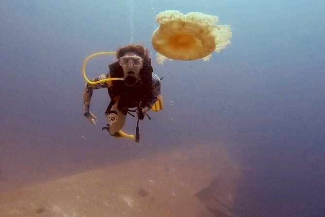 Guided Scuba Diving Adventure in Aqaba - From Pick-Up to Equipment Check: The 2.5-Hour Flow
