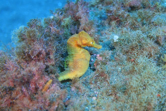 guided Scuba Diving on Tenerife (for certified divers) - What you might see underwater (and what affects your chances)