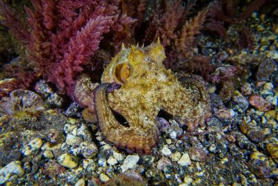 guided Scuba Diving on Tenerife (for certified divers) - Choosing Tenerife’s water spots: volcanic scenery vs sea life