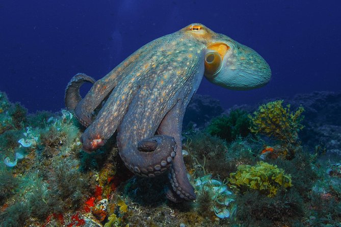guided Scuba Diving on Tenerife (for certified divers) - Your 6-hour timeline: what happens from check-in to back at base