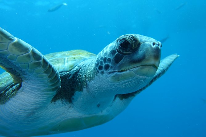 guided Scuba Diving on Tenerife (for certified divers) - Included gear, insurance, and what to budget for