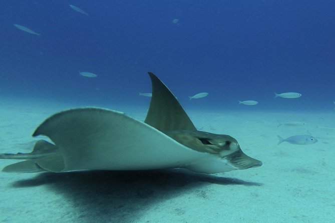 guided Scuba Diving on Tenerife (for certified divers) - Price and value: is $180.20 fair for Tenerife?