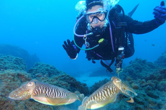 guided Scuba Diving on Tenerife (for certified divers) - Who this scuba outing is best for (and who should skip it)