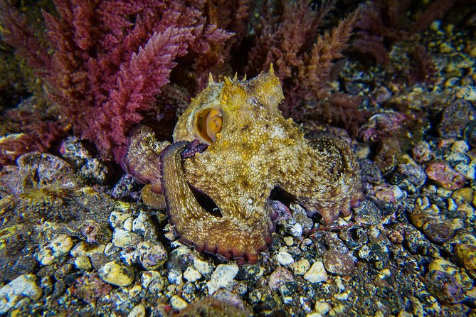 guided Scuba Diving on Tenerife (for certified divers) - Choosing Tenerife’s water spots: volcanic scenery vs sea life