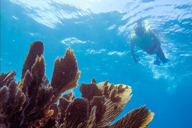 Guided Shallow 2 Tank Dive Trip for CERTIFIED SCUBA DIVERS ONLY! - Key Highlights Worth Your Time