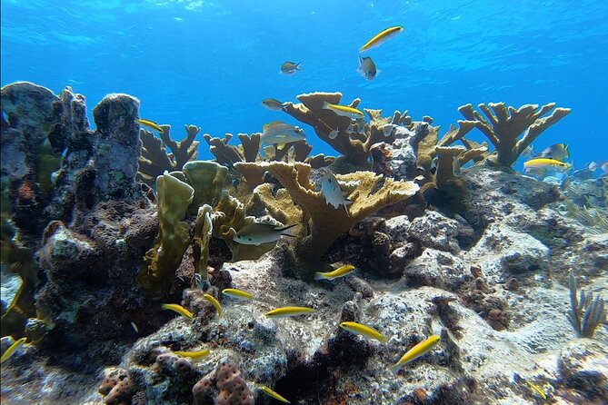 Guided Shallow 2 Tank Dive Trip for CERTIFIED SCUBA DIVERS ONLY! - Stop 2: Florida Keys Marine Sanctuary + Wreck/Reef Style Options