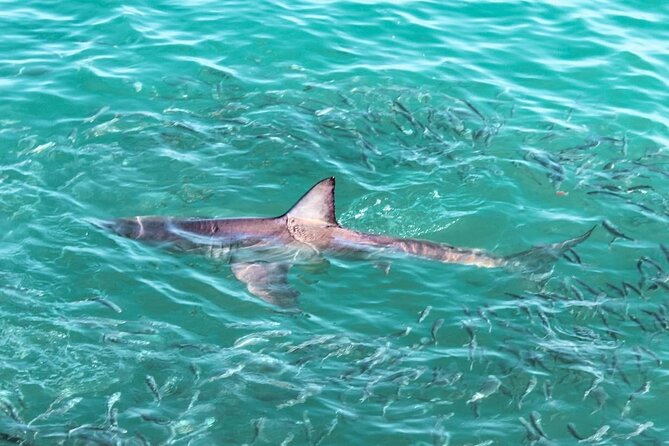 Guided Shark Cage Diving with Hookah Air Supply in Gansbaai - Key things to know before you go