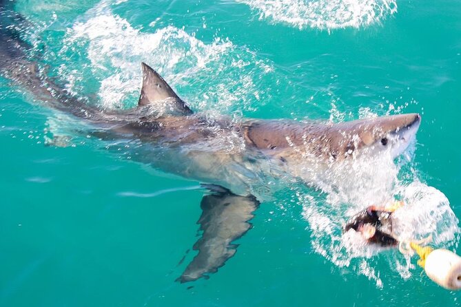 Guided Shark Cage Diving with Hookah Air Supply in Gansbaai - The hookah air system: breathing easy underwater