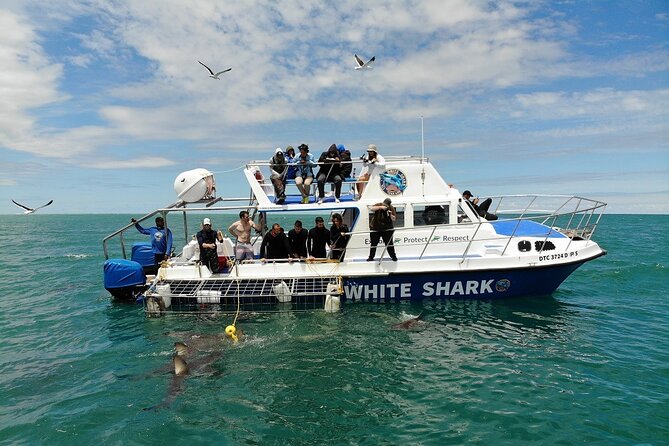 Guided Shark Cage Diving with Hookah Air Supply in Gansbaai - Value check: is $190.37 worth it?
