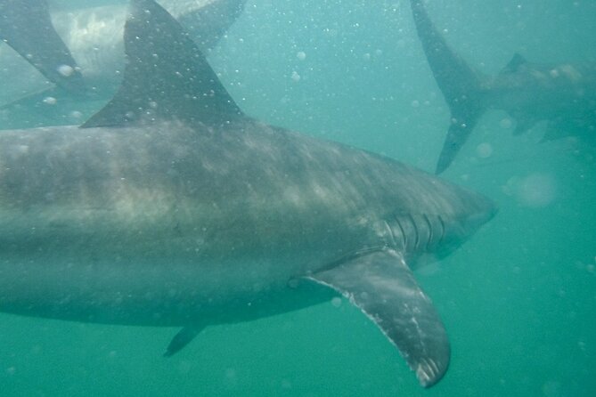 Guided Shark Cage Diving with Hookah Air Supply in Gansbaai - Who this tour fits best (and who might reconsider)