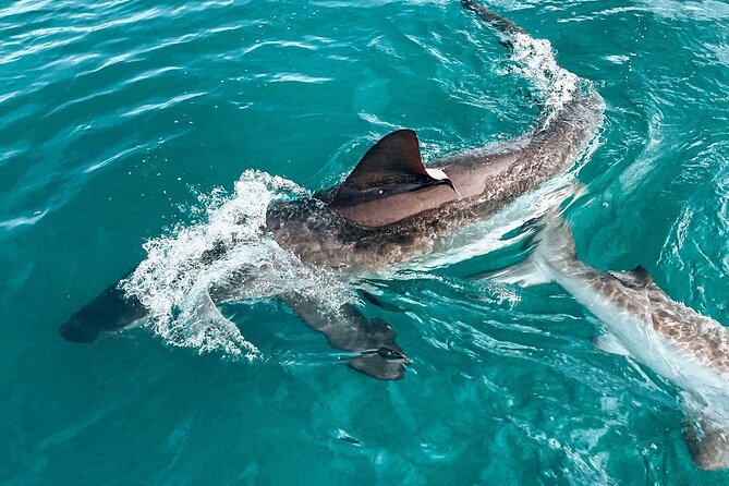 Guided Shark Cage Diving with Hookah Air Supply in Gansbaai - Your 4-hour outing: what the timing usually feels like