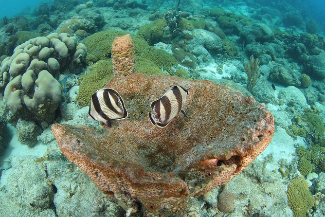 Guided Shore Dive for Certified Divers with Scubaçao (1 tank) - Pickup in Willemstad and the Short-Trip Reality