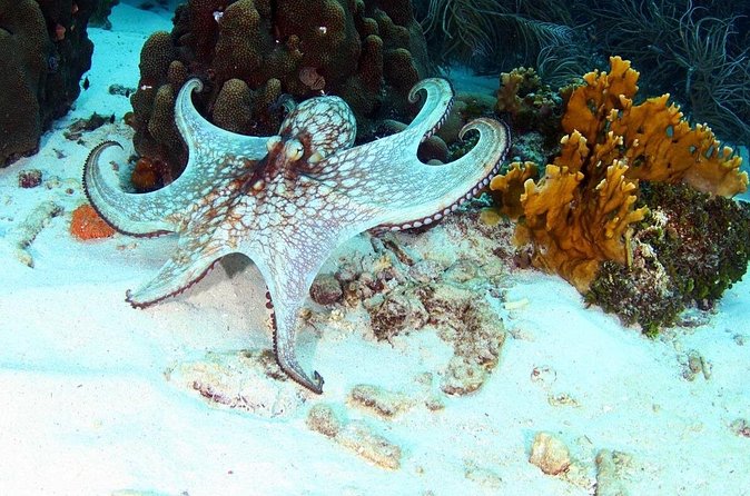 Guided Shore Dive for Certified Divers with Scubaçao (1 tank) - Who This Is For: Refresher Help, Beginners, and Realistic Expectations