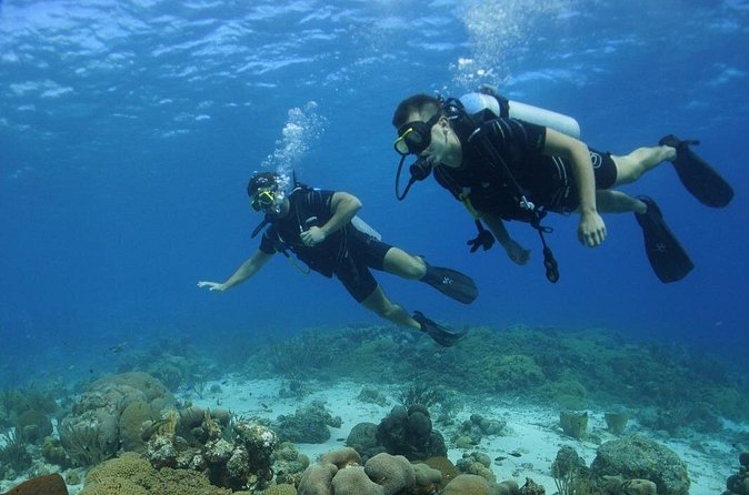Guided Shore Dive for Certified Divers with Scubaçao (1 tank) - Price, Inclusions, and When $110 Is Good Value