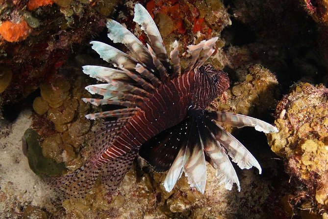 Guided Shore Dive for Certified Divers with Scubaçao (1 tank) - Eastern Drop-Offs vs Western Reefs: Choosing Your Underwater Zone