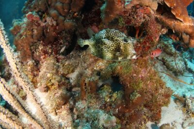 Guided Shore Dive for Certified Divers with Scubaçao (2 tank) - Two Underwater Sessions With a Guide Who Sets the Pace