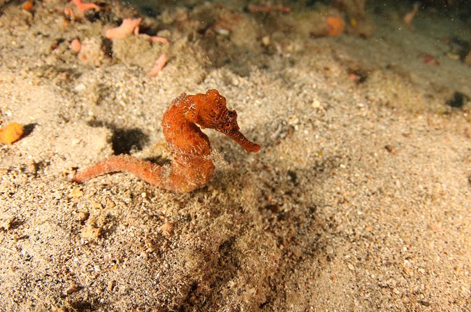 Guided Shore Dive for Certified Divers with Scubaçao (2 tank) - Underwater Photos and Video: When the Team Captures the Fun