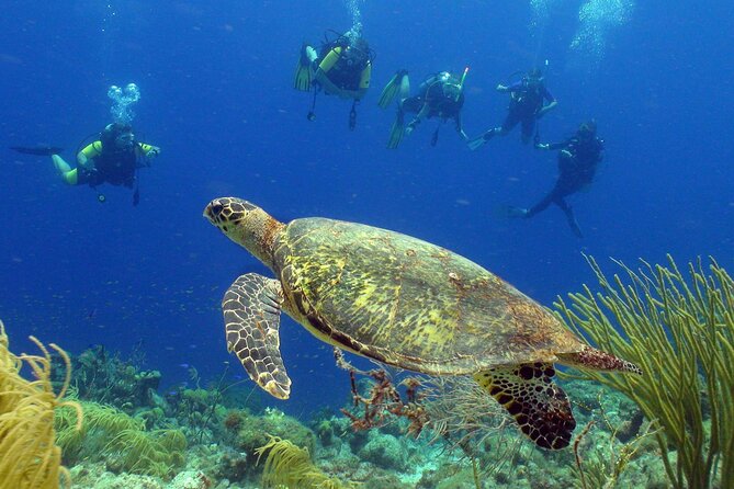 Guided shore dive on one of our house reefs for Certified Divers. - Quick Take: What Makes This Outing Worth Your Time