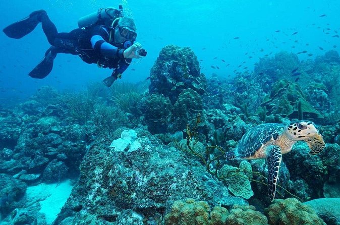 Guided shore dive on one of our house reefs for Certified Divers. - What Actually Happens During the 2 Hours Underwater