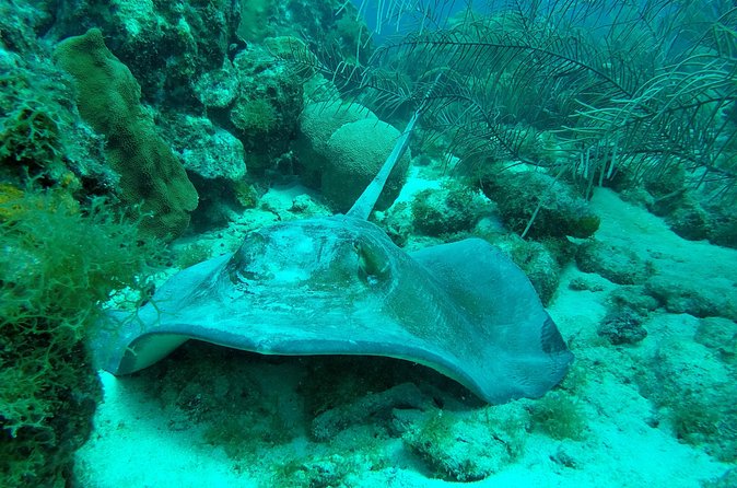Guided shore dive on one of our house reefs for Certified Divers. - Safety, Buoyancy, and the Quiet Skill of a Good Guide