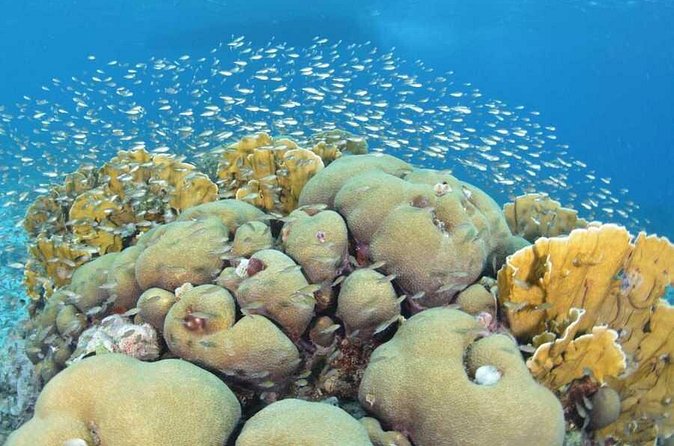 Guided shore dive on one of our house reefs for Certified Divers. - Gear Rules: Tanks Included, Scuba Gear Not