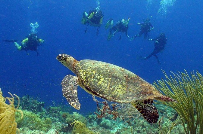 Guided shore dive on one of our house reefs for Certified Divers. - Small Group Size (Max 8) Means Less Waiting and Better Attention