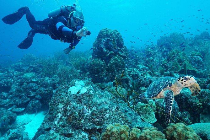 Guided shore dive on one of our house reefs for Certified Divers. - Two Reef Options: Rif St. Marie vs. Coral’s Habitat