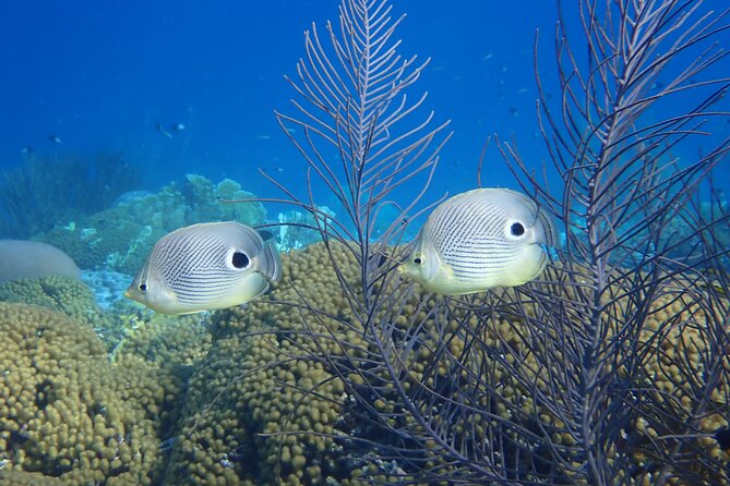 guided Shore Diving in Bonaire Marine Park with 2 Dives - What’s Included: Gear, Snacks, and Private Transportation