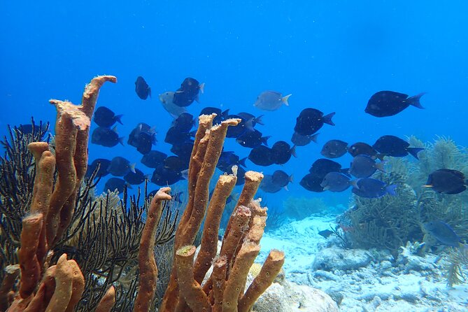 guided Shore Diving in Bonaire Marine Park with 2 Dives - Salt Pier Shore Spot: Making the Second Session Count