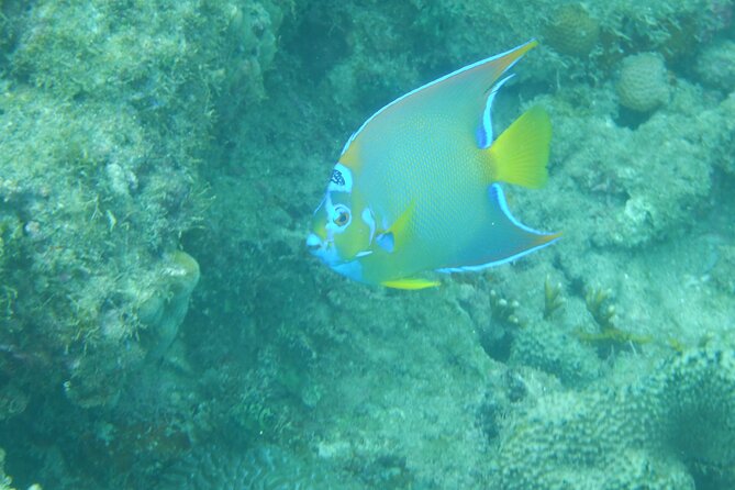 Guided Shore Diving Tour - What You’ll See: Reefs, Walls, and Real Wildlife Encounters