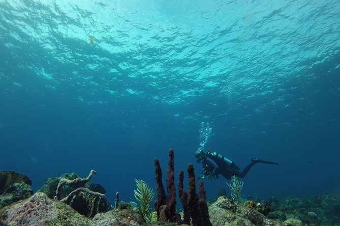Guided Shore Diving Tour - Price, Value, and Where Extra Costs Can Sneak In
