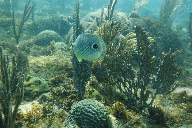 Guided Shore Diving Tour - Who This Shore Scuba Tour Fits Best