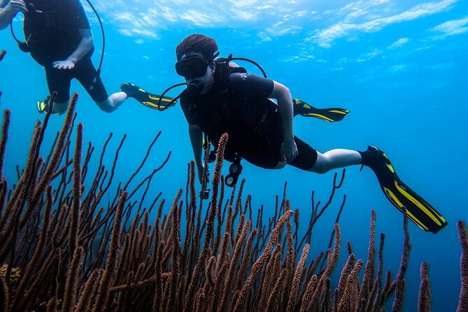 Half Day Diving adventure with Transportation Included - Getting There: Minivan Pickup from Willemstad and Your Port