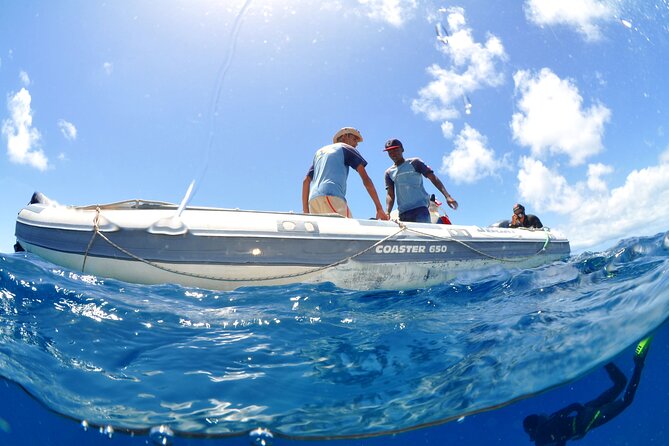 Half-Day Diving in Sal - Gear, Rental Costs, and What You Should Bring to Sal