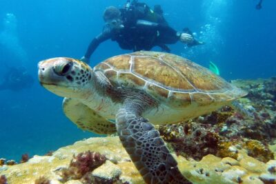 Half-Day Diving in Sal - Marine Life You’ll Be Targeting in Sal (and Why the Sites Matter)