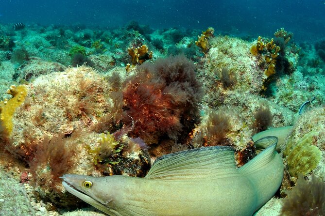 Half-Day Diving in Sal - Booking Timing and What the Calendar Tells You