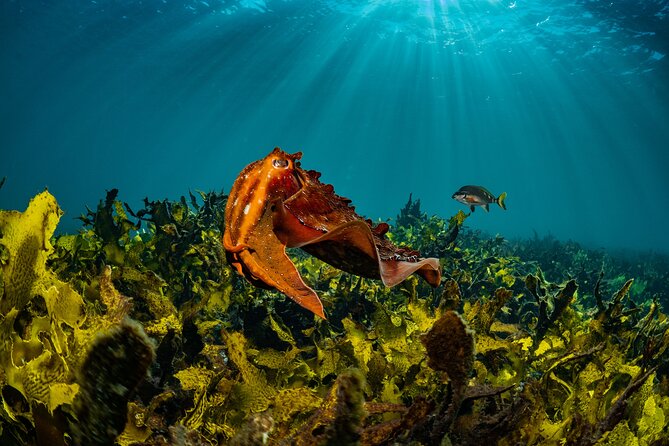 Half-Day Private Discover Dive at Australia's Iconic Beach - The On-Land Intro: Theory, Gear Setup, and Getting Comfortable