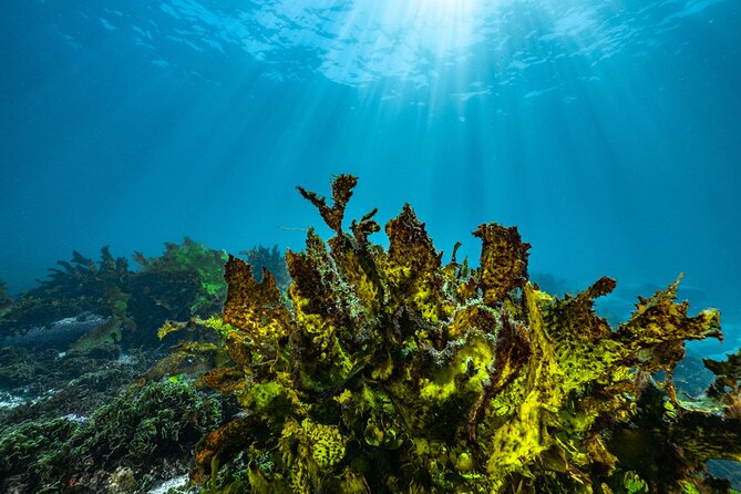 Half-Day Private Discover Dive at Australia's Iconic Beach - Weather, Limits, and How to Plan Without Stress