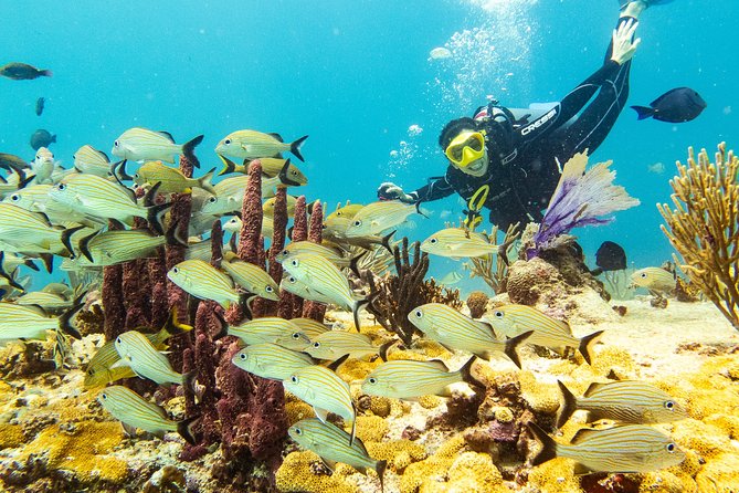 Half-Day Scuba Diving in Playa del Carmen for Small-Group - Tank-Ha meeting point and the small-group vibe in Playa del Carmen