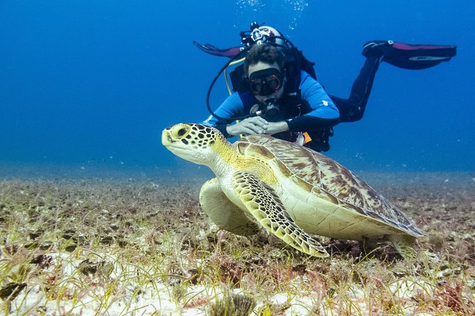 Half-Day Scuba Diving in Playa del Carmen for Small-Group - Two reef stops: what the 4.5 hours feels like in real time