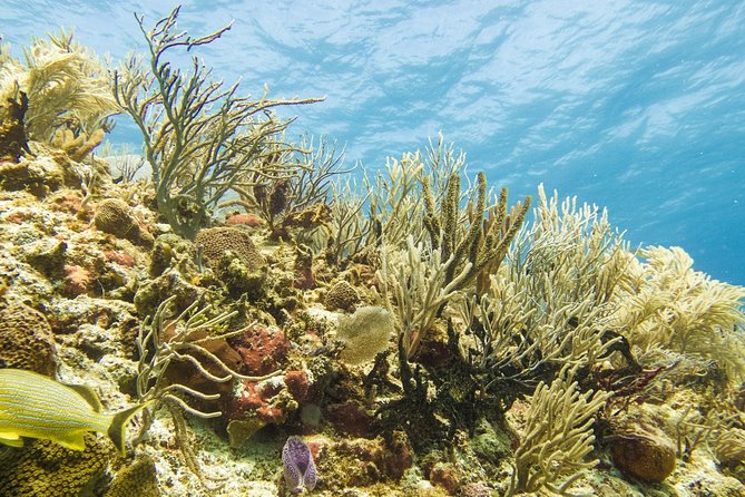 Half-Day Scuba Diving in Playa del Carmen for Small-Group - What you might see: fish, corals, moray eels, and turtles